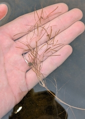 Potamogeton berchtoldii