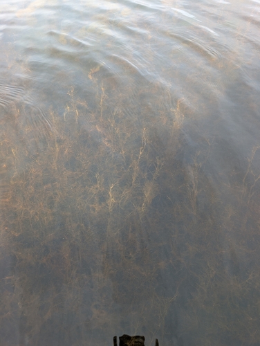 Potamogeton berchtoldii, photograph 2
