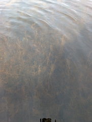 author not stated, no rights reserved Potamogeton berchtoldii, photograph author not stated, no rights reserved