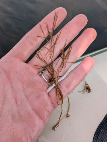 Potamogeton berchtoldii, photograph 3