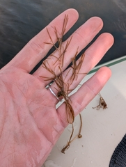 author not stated, no rights reserved Potamogeton berchtoldii, photograph author not stated, no rights reserved