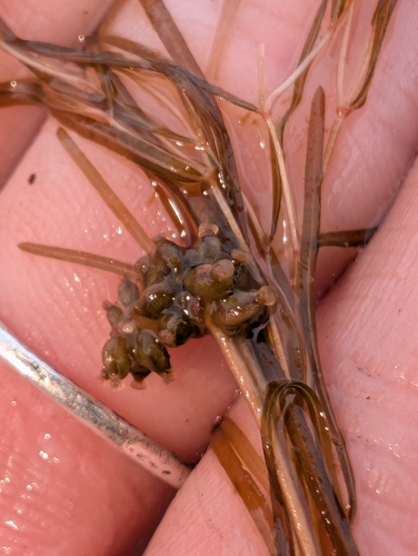 Potamogeton berchtoldii, photograph 4