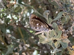 Hesperopsis libya