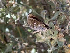 Hesperopsis libya
