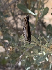 Hesperopsis libya