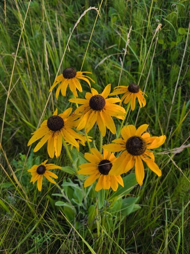 black-eyed Susan