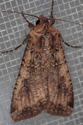 Variegated Cutworm Moth photo 3