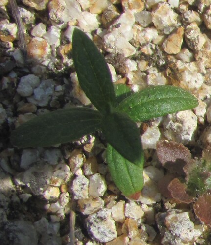 Tuberaria guttata, photograph 2