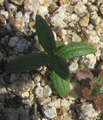 Tuberaria guttata, photograph (c) zebedeugalinha, some rights reserved (CC BY)