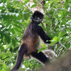 Ateles geoffroyi vellerosus
