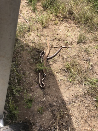 California King Snake (Lampropeltis californiae), a species recorded in Utah
