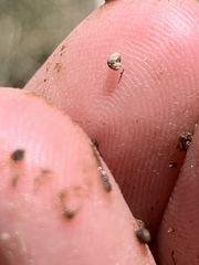 Pyrgulopsis deserta