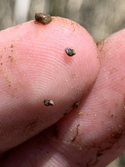 Pyrgulopsis deserta