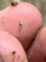Pyrgulopsis deserta