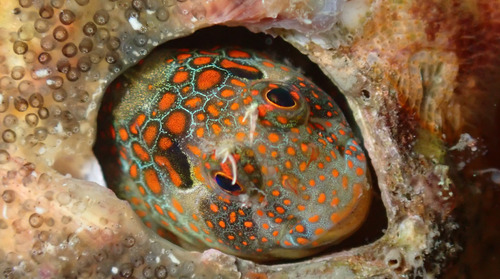 Tessellated blenny (Hypsoblennius invemar) — Blenniidae — 3