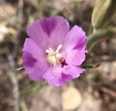 Clarkia purpurea viminea