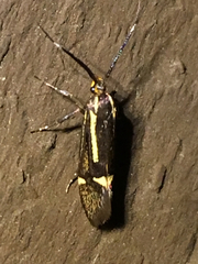 Esperia sulphurella