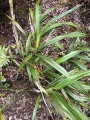 Dianella sandwicensis