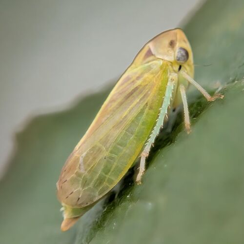 Leafhopper