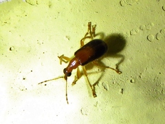 Eugnamptus cinctus