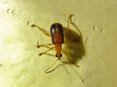 Eugnamptus cinctus