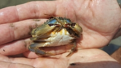 Charybdis japonica
