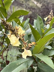 Qualea multiflora