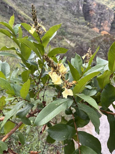 Qualea multiflora, photograph 2
