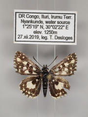 Ernsta dromus