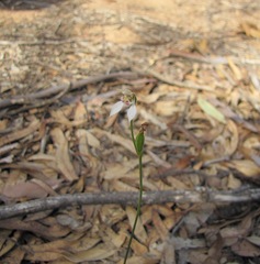 Eriochilus dilatatus
