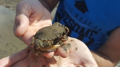 Charybdis japonica