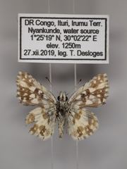 Ernsta dromus