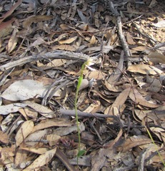 Eriochilus dilatatus