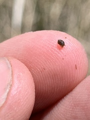 Pyrgulopsis deserta