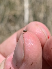 Pyrgulopsis deserta