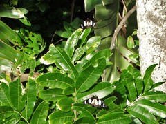 Amauris ochlea ochlea