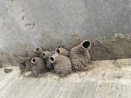 Cliff Swallow