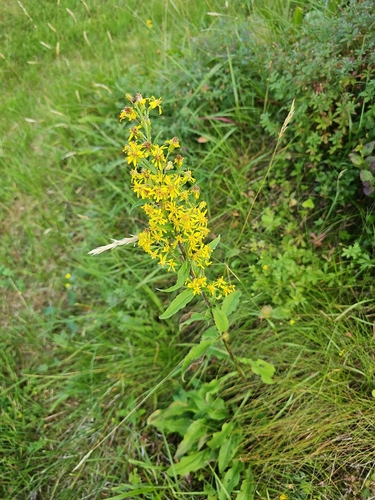 European goldenrod