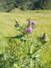 Carduus tenuiflorus