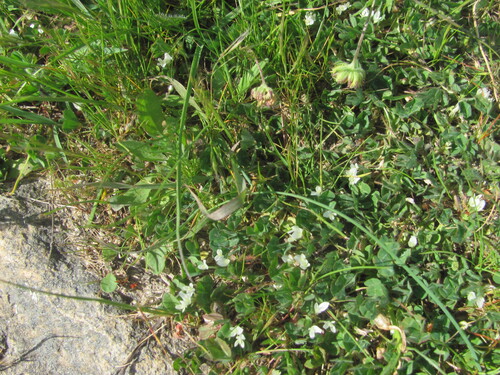 subterranean clover (Trifolium subterraneum)