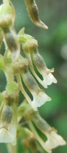 Cyclopogon elatus, photograph 3
