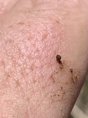 Pyrgulopsis deserta