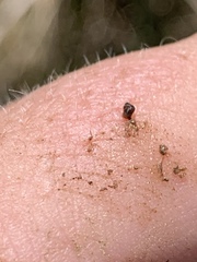 Pyrgulopsis deserta
