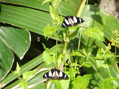 Amauris ochlea ochlea