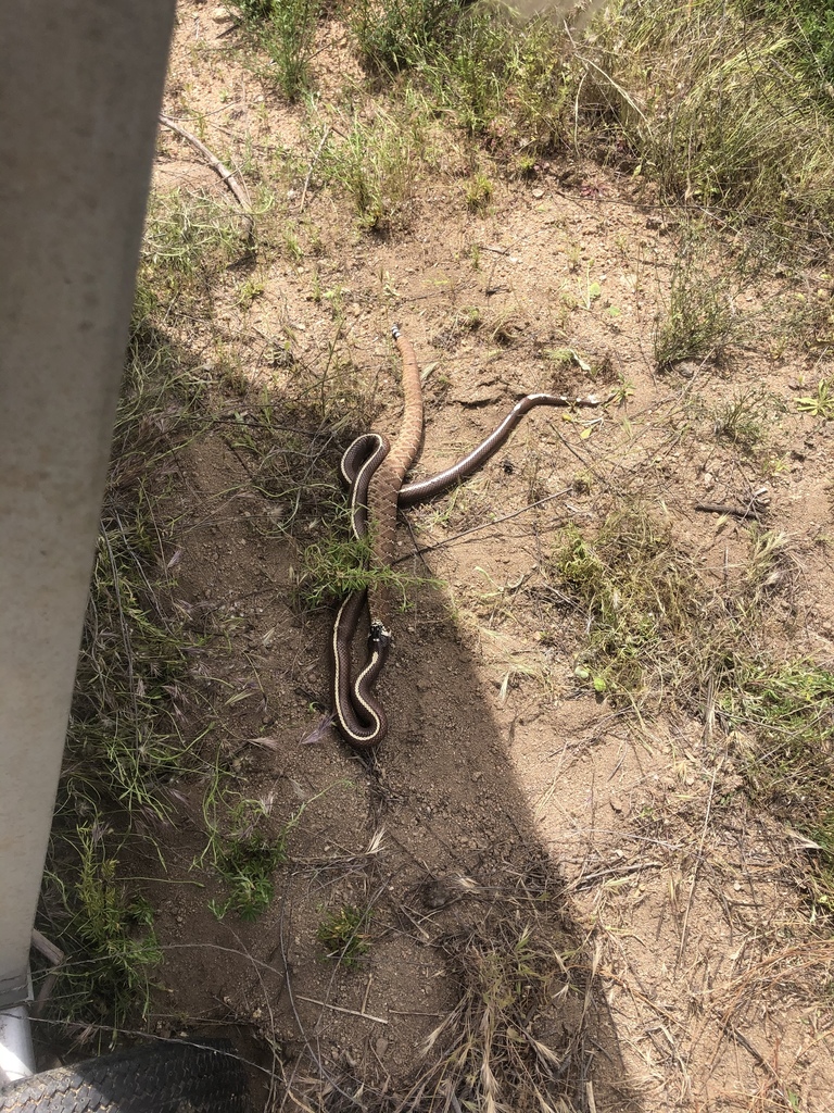 Red Diamond Rattlesnake