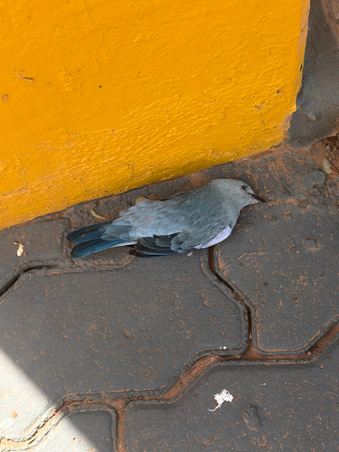Blue-gray Tanager