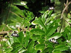 Amauris ochlea ochlea