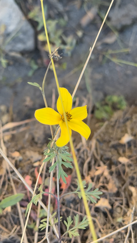 Bidens andicola, 2026-07-31