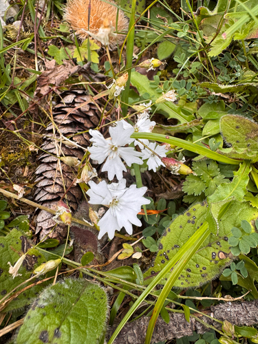 Heliosperma alpestre, photograph 4