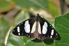 Amauris ochlea ochlea